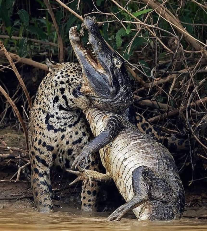 Esta imagen de la naturaleza demuestra que no importa que tan grande tengas el hocico, eso no te hace mas fuerte.
