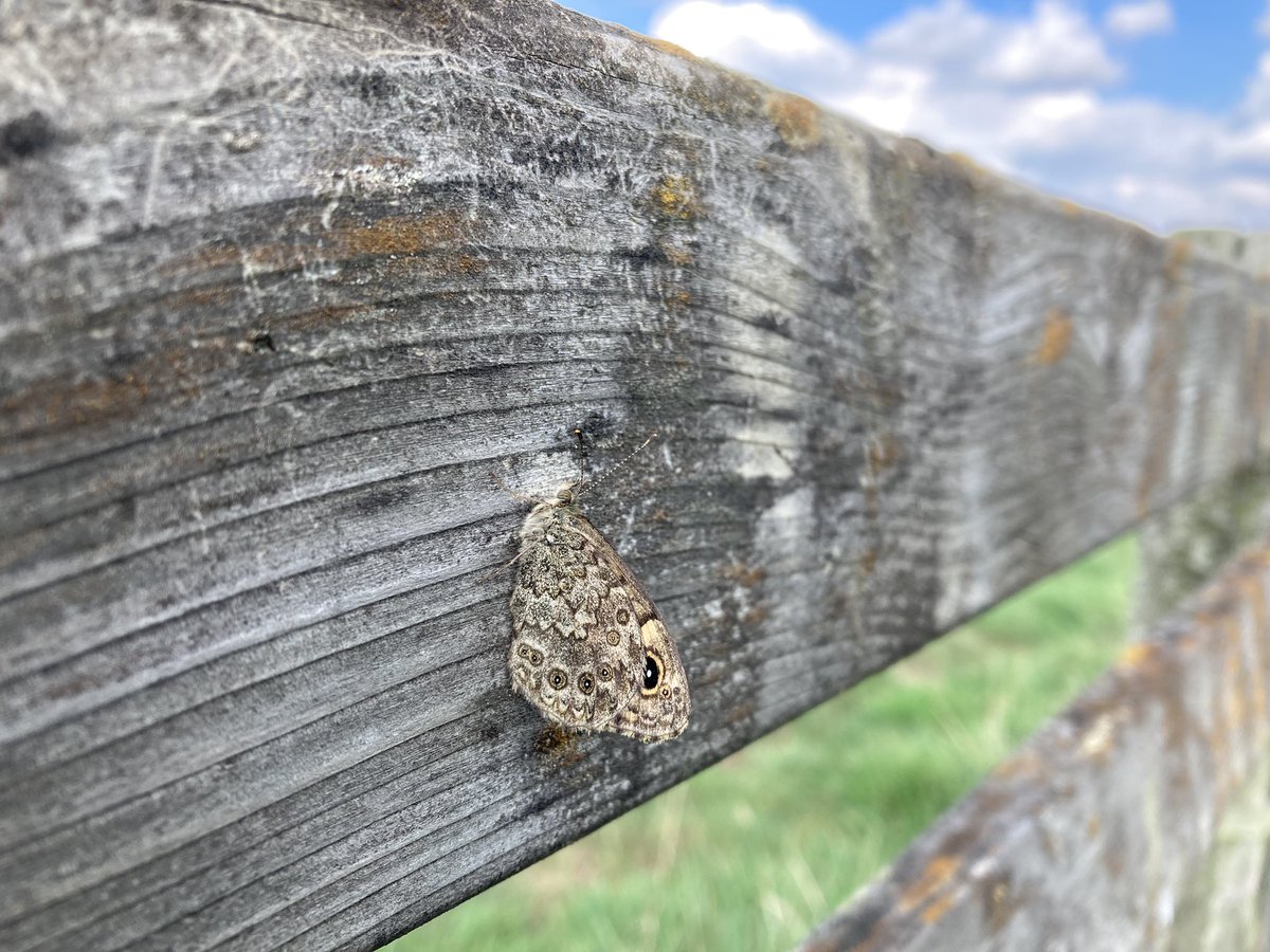 21 #argusvlinders in de polder bij #Benschop 🧡🤎🧡 Veel verse vlinders ook. Late 2e generatie of zelfs 3e? #boerenlandvlinders