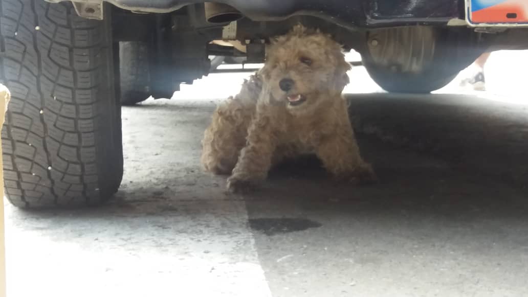 PerroUsuario's tweet photo. Reporta @maritesotelo: RT #URGENTE en Aproa Los Chaguaramos una pareja quiere dormir este perrito que se encontraron. Esta golpeado pero camina en las 4 patas. 
#Auxiliooooo 
Alguien que lo busque.
 https://t.co/hljXB8Aznp