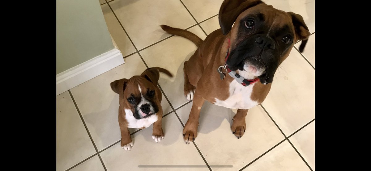 5 years ago tomorrow we enhanced Luther’s life by bringing the lovely Lexi in to our family. If he could speak I would love to know his views on this event <a href="/burleyposh/">Ian naylor</a> <a href="/sammnaylorrr/">Sam Naylor</a>