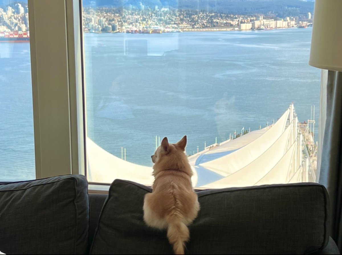 sgttoke's tweet photo. Every dog has its day! 🐶 

Bear market or bull market, Toshi living his best life. WAGMI! 🙏🏼 

#crypto #nftcommunity #NFT #NFTartwork #wagmi #artistsontwitter https://t.co/b01uMrgjFS