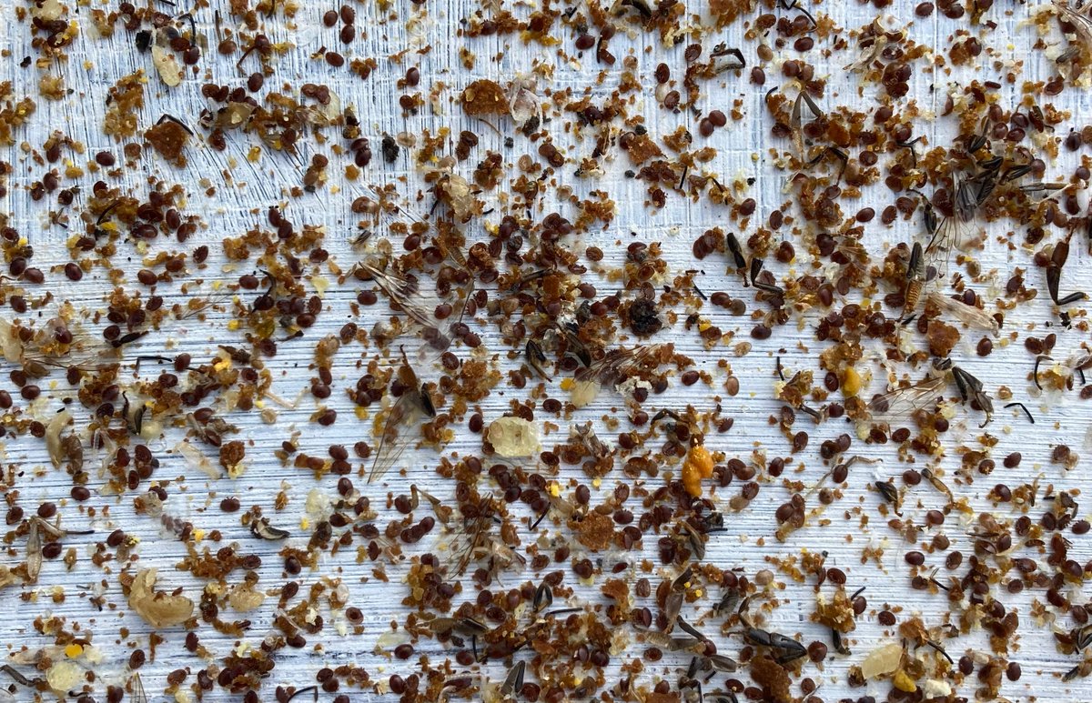 💥💥Boom! .... a 1-week Formic acid treatment really does a job on Varroa! 💥💥😀👍