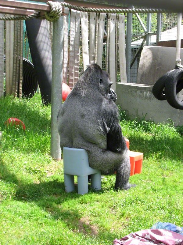 Heres a picture of a Gorilla sitting in a comically small chair