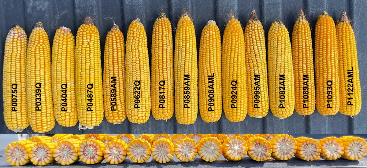 wardynmi's tweet photo. Harvest is upon us in Neb.  Here is a hybrid lineup look from the Husker Harvest show site.   @PioneerSeeds https://t.co/dXLs4LmxwE