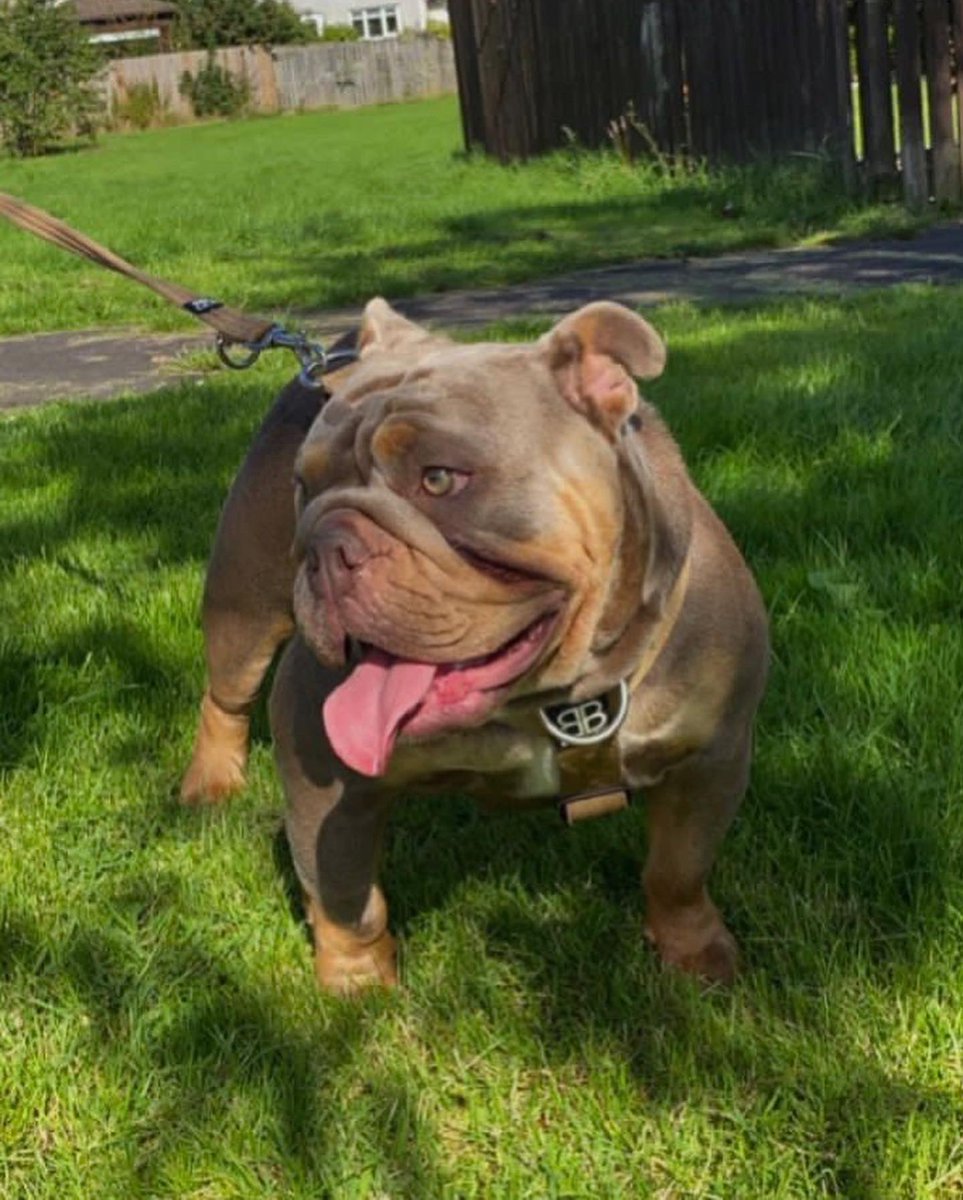 KellyMc1401's tweet photo. These dogs 😍🐶 can’t wait until spring im keeping all the pups 😂😆🐶🤦🏽‍♀️ #Bulldogs #scotland #pets https://t.co/CbH7qQ0rht