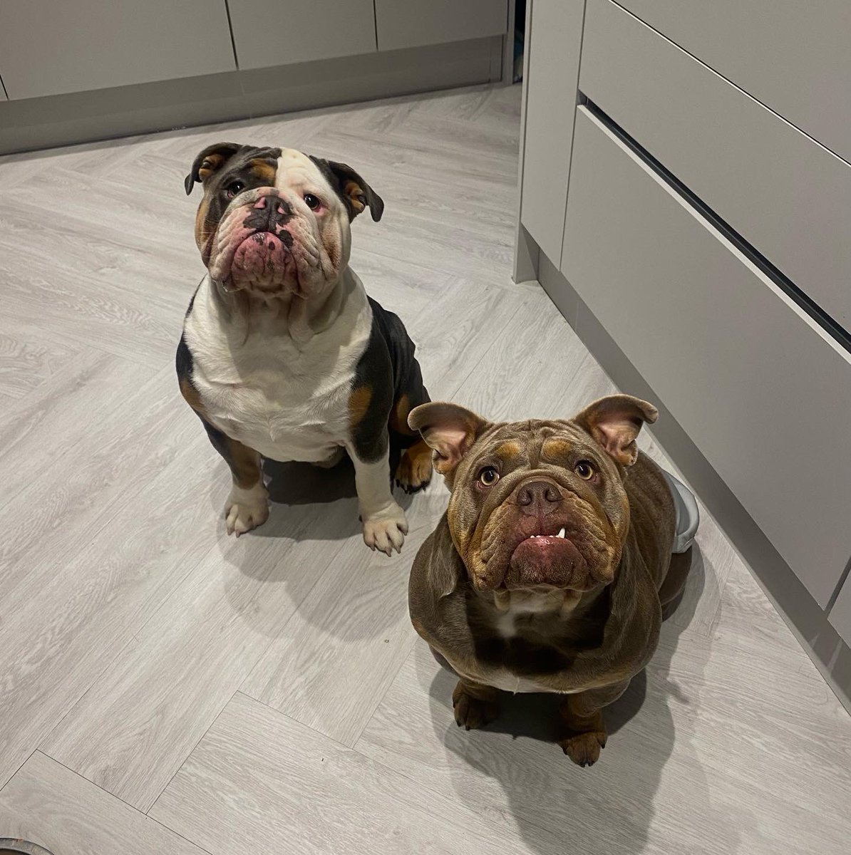 KellyMc1401's tweet photo. These dogs 😍🐶 can’t wait until spring im keeping all the pups 😂😆🐶🤦🏽‍♀️ #Bulldogs #scotland #pets https://t.co/CbH7qQ0rht