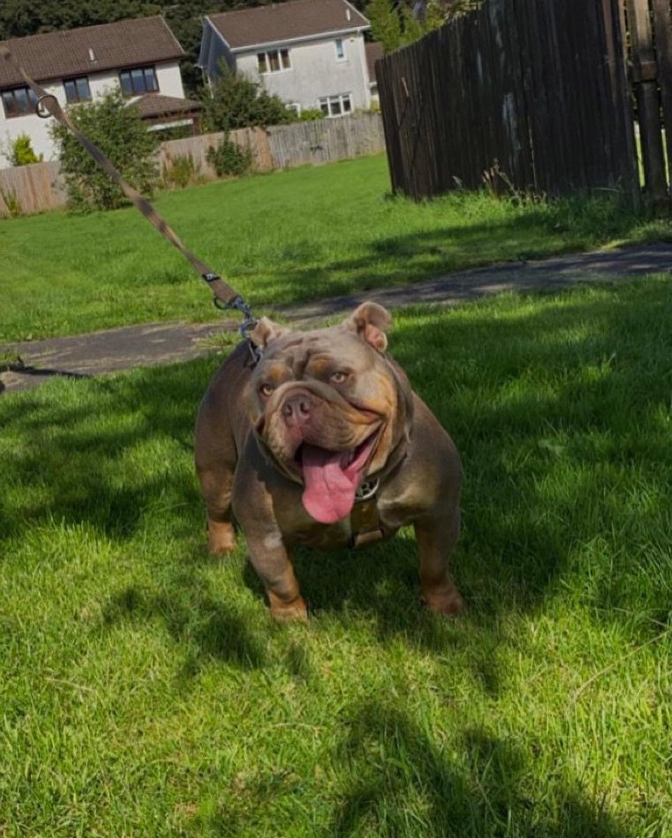 KellyMc1401's tweet photo. These dogs 😍🐶 can’t wait until spring im keeping all the pups 😂😆🐶🤦🏽‍♀️ #Bulldogs #scotland #pets https://t.co/CbH7qQ0rht