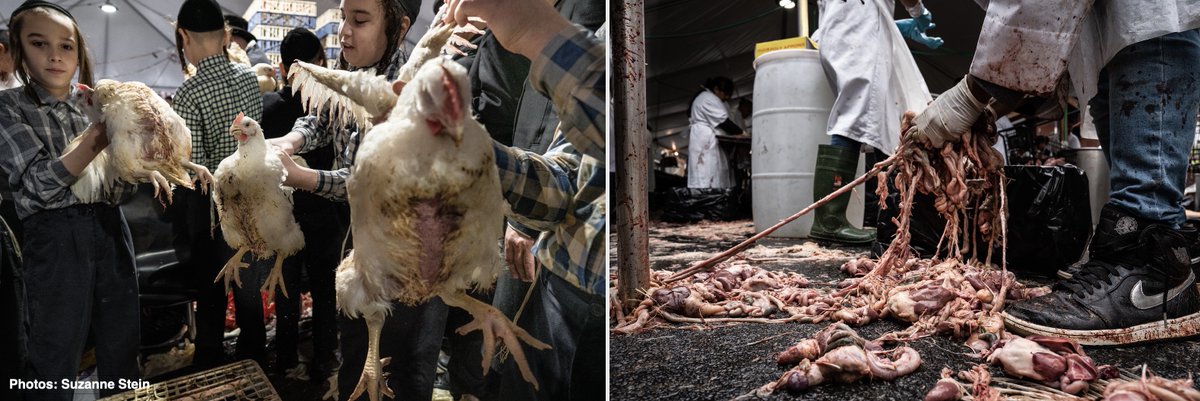 theirturn's tweet photo. In 3 weeks, NYC taxpayers will subsidize the ritual killing of tens of thousands of animals in makeshift slaughterhouses erected by Hasidim on public streets w/o permits in violation of 7 NYC health codes. #Kaporos @elizashapiro @laforgia_ @brianmrosenthal https://t.co/KW3ErCM3ky https://t.co/eokamrgaCs