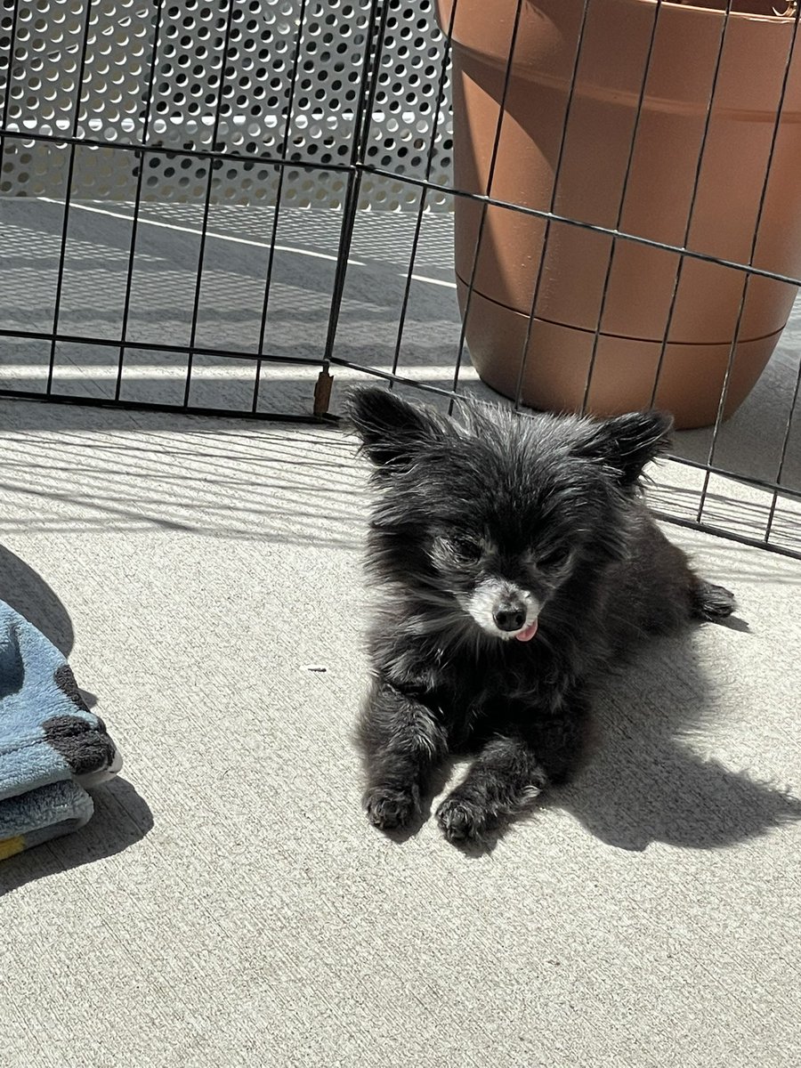 lunajoyawriter's tweet photo. Solar powered #TinyEditor https://t.co/bhrNMhZcRu