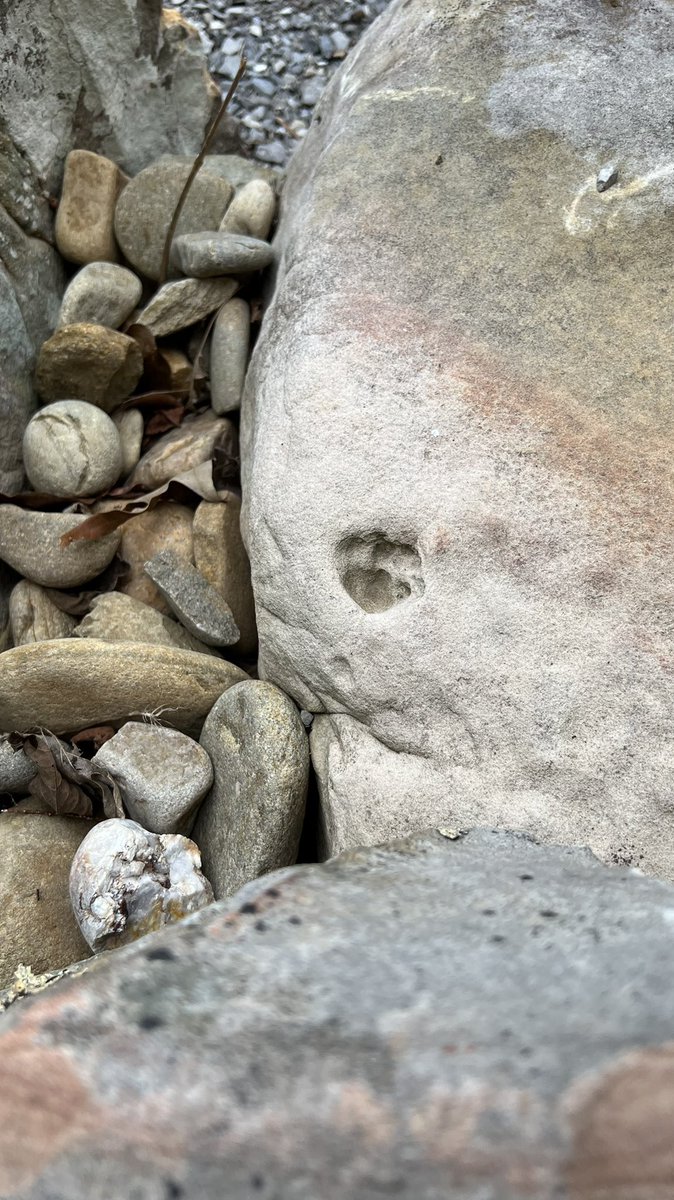 Rachel Cox tweet media