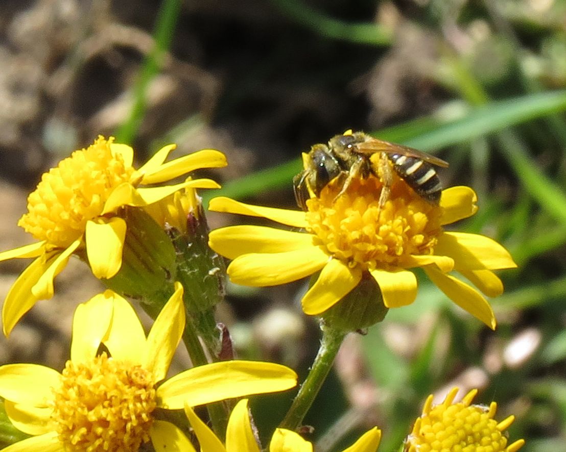 Deep Roots KC tweet media