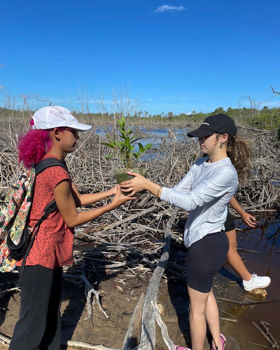 aecimaupr's tweet photo. El sábado pasado participamos en una siembra de mangles en Isabela. 🫶

Gracias a @cocopuertoricoinc @ser.upragchapter @vidamarinapr @amandoceanorum @amandoceanopr @cpm_rum por colaborar en esta hazaña.

#teamwork #mangroves #restoration https://t.co/PitqNAqEHo
