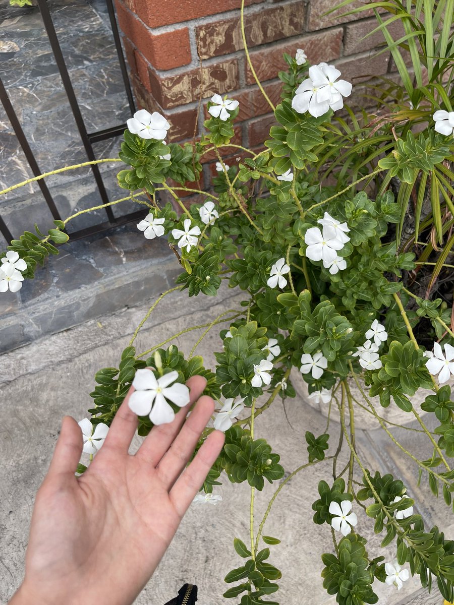 widneedeleon's tweet photo. And God knows but in time all the flowers turn to face the sun. https://t.co/Hmy0CiL7h4
