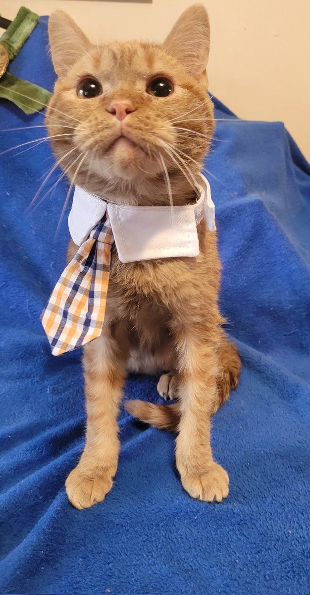 lynnslagle42's tweet photo. Dr. Louie Pachouli is now in and accepting new patients. He works from home to earn his keep and takes only shredded cheese as payments. Open Mon-Fri, 10am-5pm, closed periodically for naps. #cerebellarhypoplasia #chlove #wobblykitty #chkitty #drisin #cuteboi #louieisin https://t.co/wOKp50ym8A