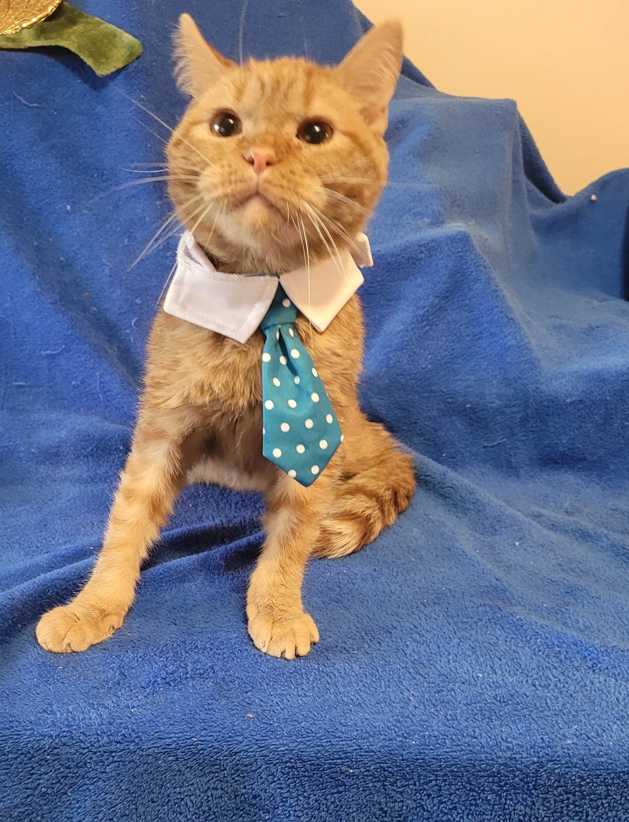 lynnslagle42's tweet photo. Dr. Louie Pachouli is now in and accepting new patients. He works from home to earn his keep and takes only shredded cheese as payments. Open Mon-Fri, 10am-5pm, closed periodically for naps. #cerebellarhypoplasia #chlove #wobblykitty #chkitty #drisin #cuteboi #louieisin https://t.co/wOKp50ym8A