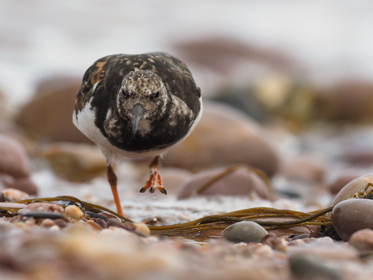 tomcdevon's tweet photo. Velociraptor #olympus #omd1 #mzuiko300mmf4 #breakfreewitholympus
#mirrorless #photography #birdphotography #photoshoot #devonlive #devon #devonlife #devonphotographer #turnstone #jurrasiccoast #exeter #exmouth #sidmouth #eastdevon #movetothecountry #devon https://t.co/CvgbSgTbvv