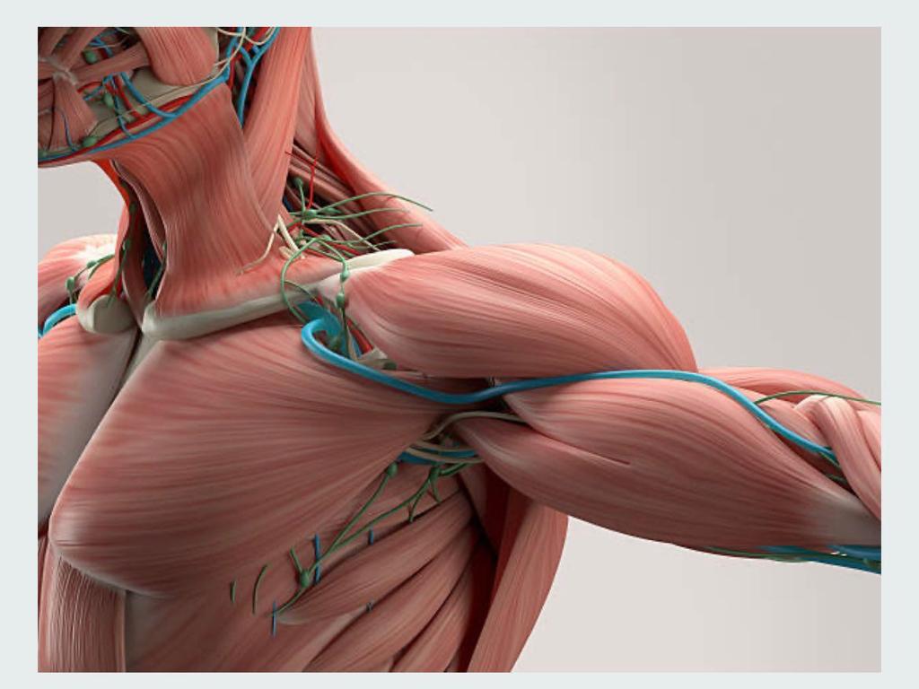 MsCiencia2's tweet photo. La anatomía humana es una de las áreas más importantes de las ciencias biológicas.

Aquí una colección de libros en PDF de anatomía, para conocer la estructura y complejidad del cuerpo humano, totalmente gratis. 

✅ https://t.co/Tr83RHTyJZ https://t.co/d2R3LyYS4Z