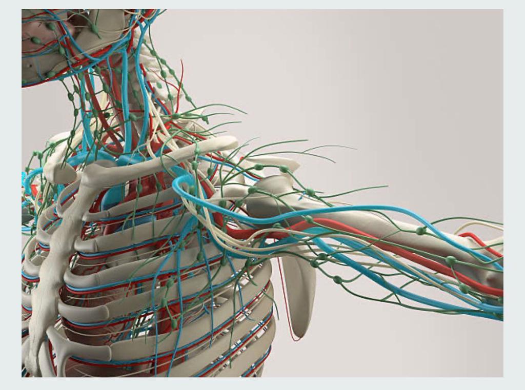 MsCiencia2's tweet photo. La anatomía humana es una de las áreas más importantes de las ciencias biológicas.

Aquí una colección de libros en PDF de anatomía, para conocer la estructura y complejidad del cuerpo humano, totalmente gratis. 

✅ https://t.co/Tr83RHTyJZ https://t.co/d2R3LyYS4Z