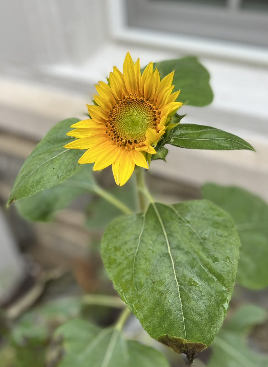 This volunteer sunflower appeared in our backyard. All about persistence, resilience, and a little luck. Happy Sunday!