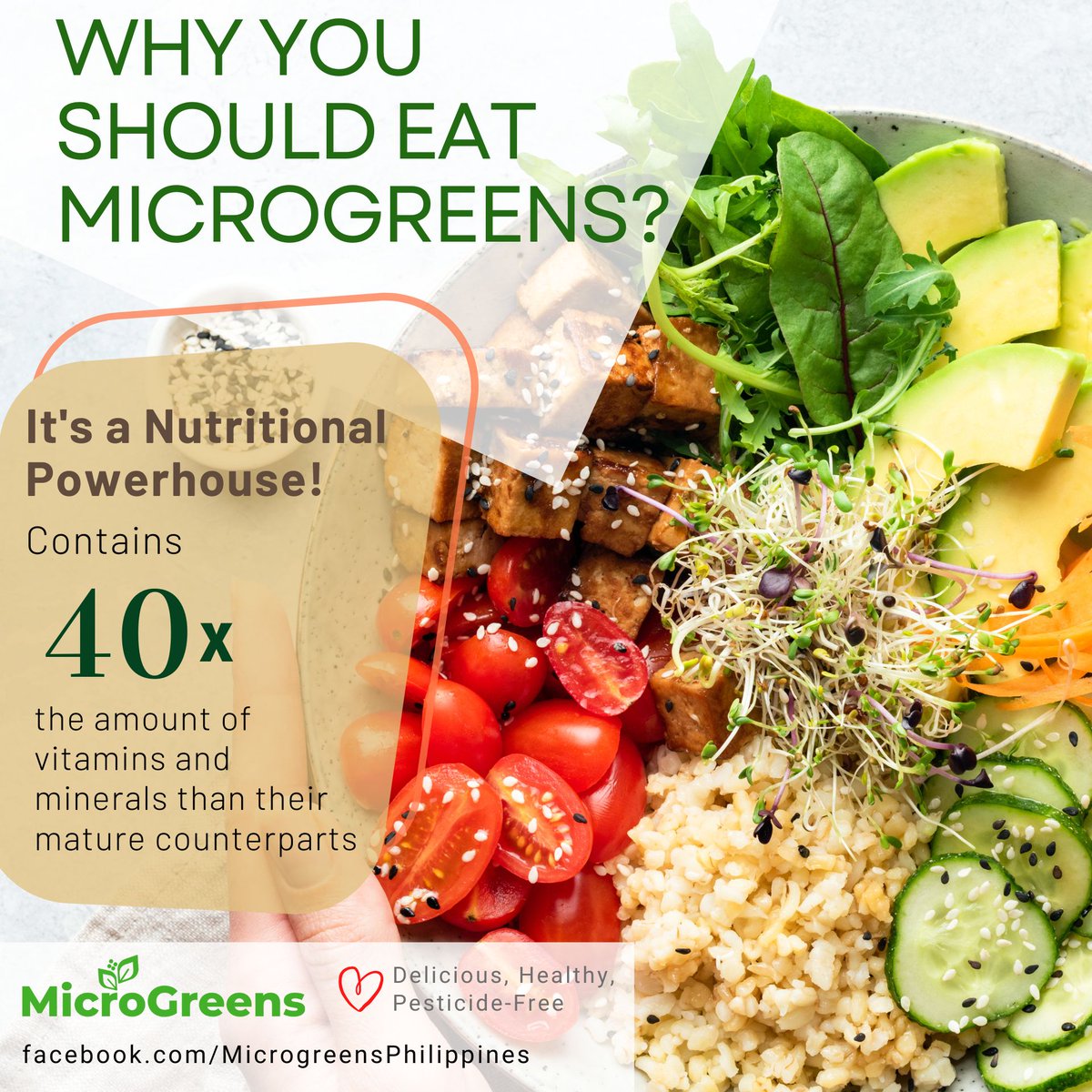 MicroGreensPH's tweet photo. Microgreens are a powerhouse of nutrition, containing up to 40 times the vitamins and minerals than their mature counterparts. 

Visit our website:
https://t.co/SqgEtArpeY

#MicroGreensPhilippines
#MicroGreens
#MicroGreensSupplier
#PlantBasedFoodTrend
#CDIDigitalMarketing https://t.co/2Vrm6VZmq8