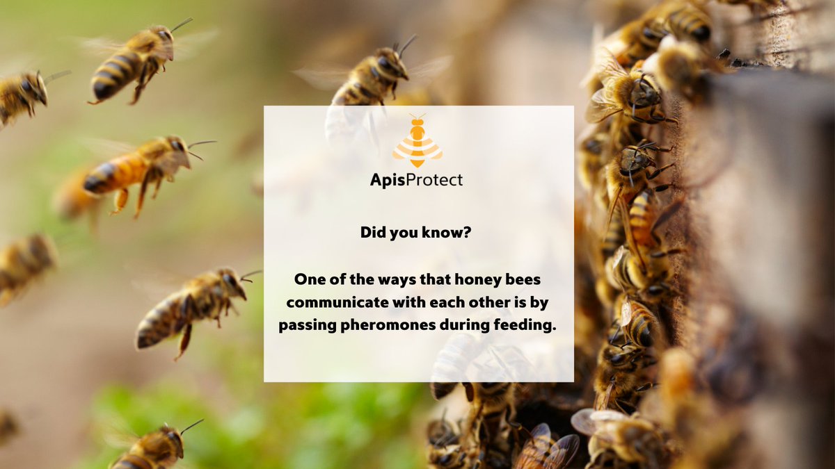 Fact of the day 🍯🐝

One of the ways that honey bees communicate with each other is by passing pheromones during feeding.

#NationalhoneymonthUSA #Nationalhoneymonth #Nationalhoneymonth2022