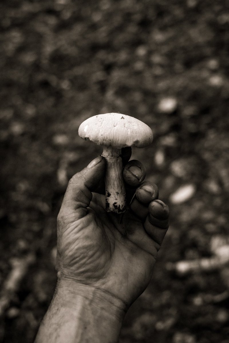 Champignon. #bnwphotography #cantonsdelest #estrie