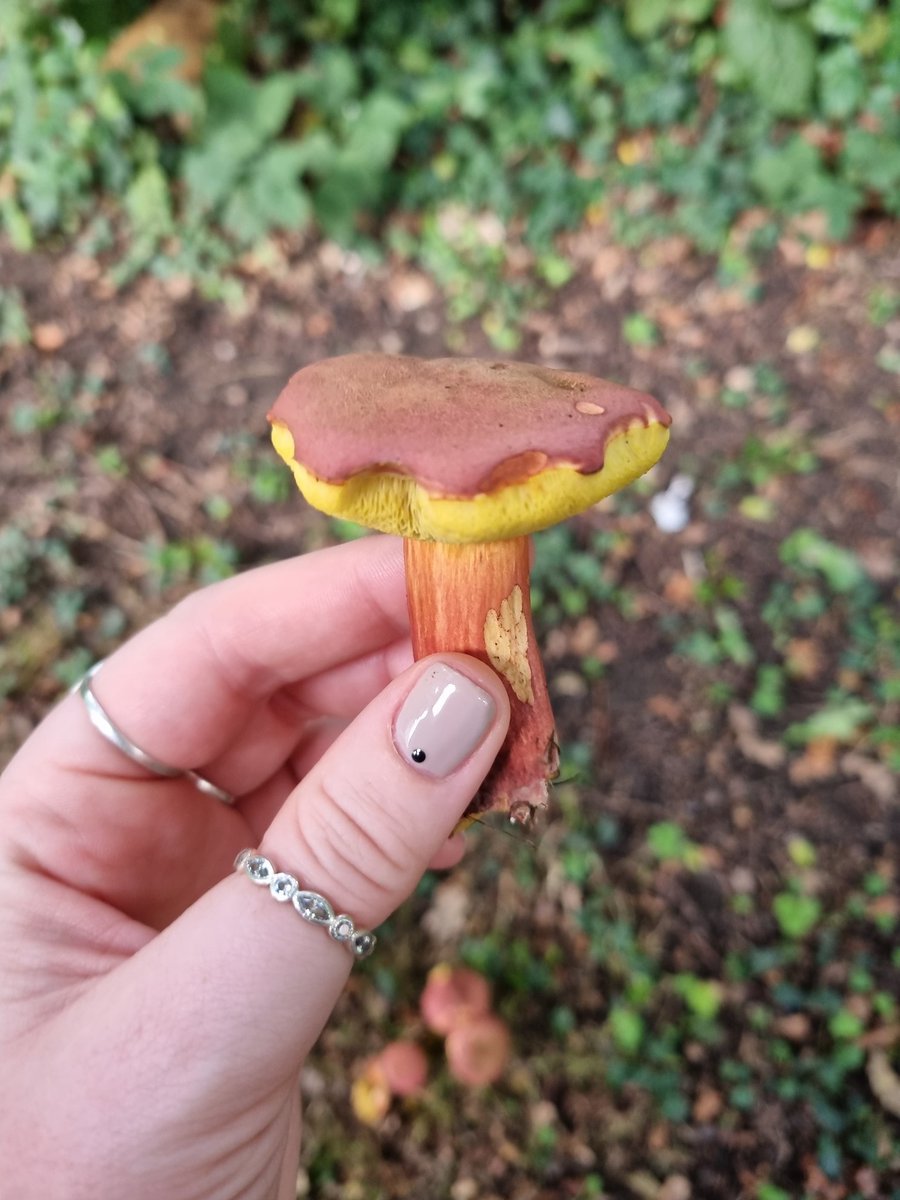 honeypotblogs's tweet photo. Fantastic spot...I think its a bolete but unsure on which type? @bernoid any thoughts on this one, seems like it could be Ruby Bolete? https://t.co/FT3VWv8KmD