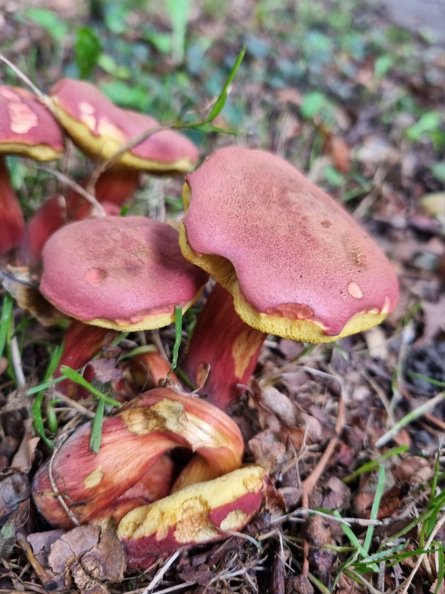honeypotblogs's tweet photo. Fantastic spot...I think its a bolete but unsure on which type? @bernoid any thoughts on this one, seems like it could be Ruby Bolete? https://t.co/FT3VWv8KmD