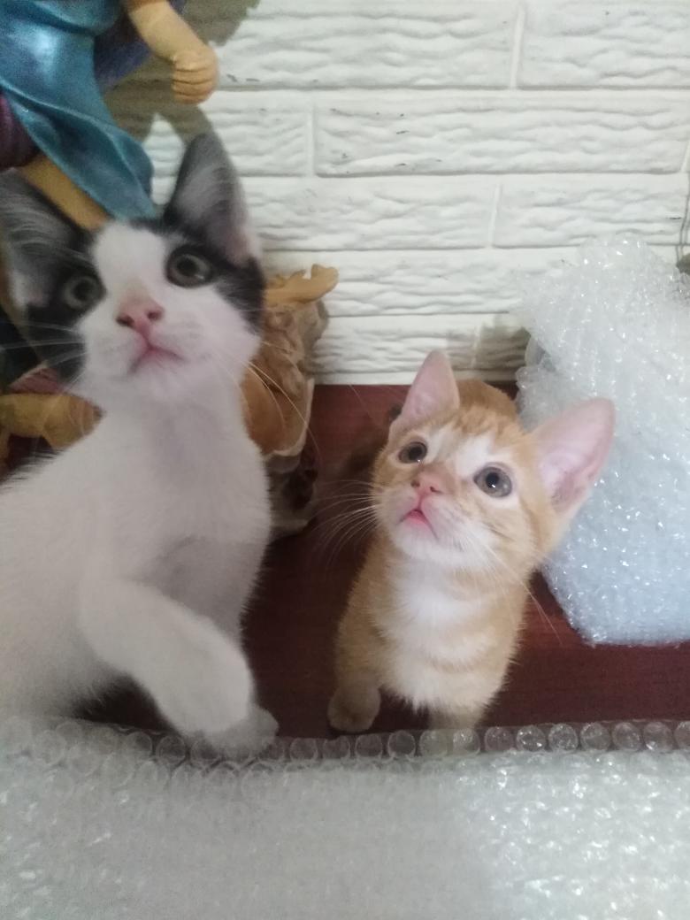 MeowWorkshop's tweet image. En esta cuenta nos gusta apoyar a gatitos en situación de calle, abandono o maltrato, vendemos casi de todo, la mayoría se maneja sobre pedido y con anticipo del 50%, enseguida dejo un hilo de algunas de las cosas que se pueden adquirir con nosotros 👇 adopción de michis 🐾