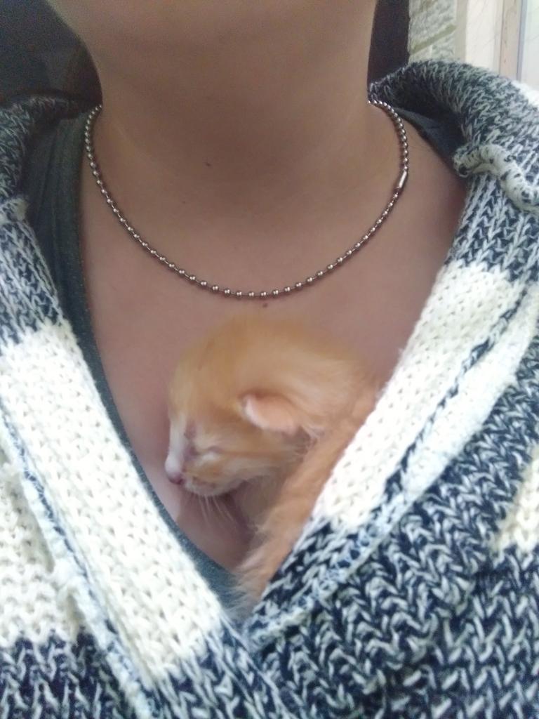 MeowWorkshop's tweet image. En esta cuenta nos gusta apoyar a gatitos en situación de calle, abandono o maltrato, vendemos casi de todo, la mayoría se maneja sobre pedido y con anticipo del 50%, enseguida dejo un hilo de algunas de las cosas que se pueden adquirir con nosotros 👇 adopción de michis 🐾