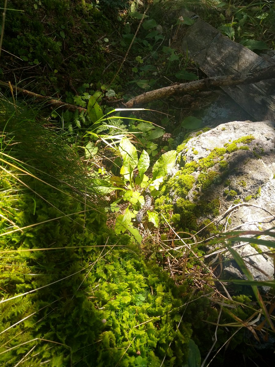 Tim Head, @betatim on the internet tweet media