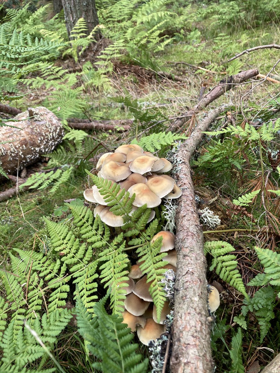 Luke Harrold tweet media