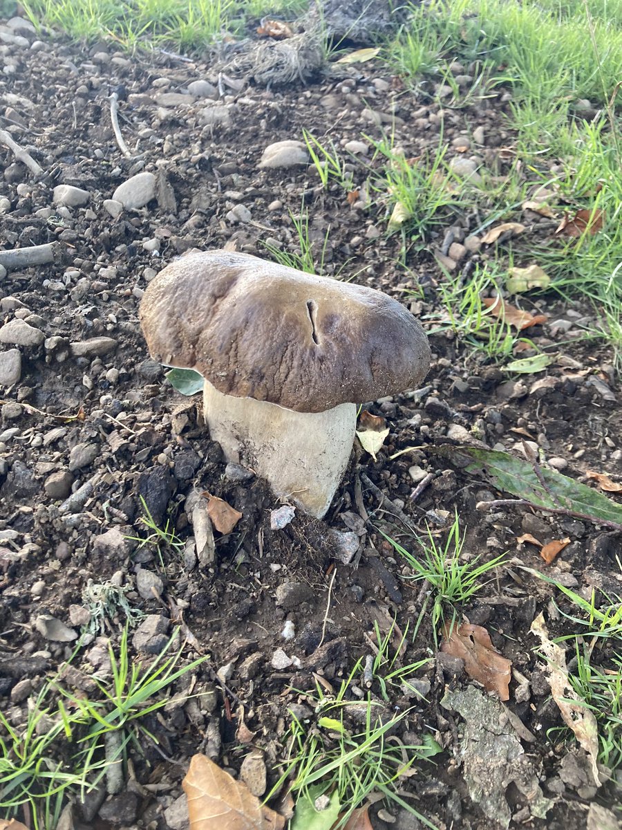 Luke Harrold tweet media