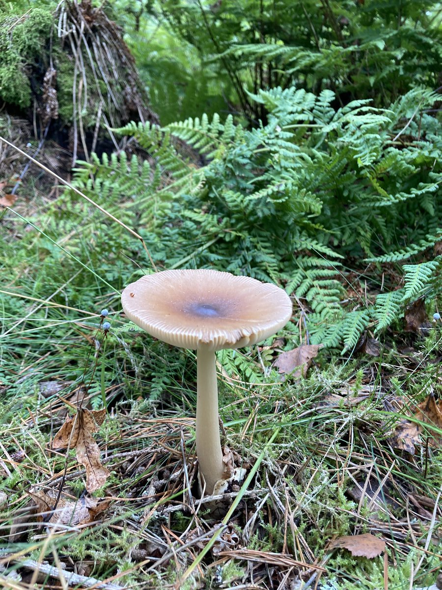 Luke Harrold tweet media