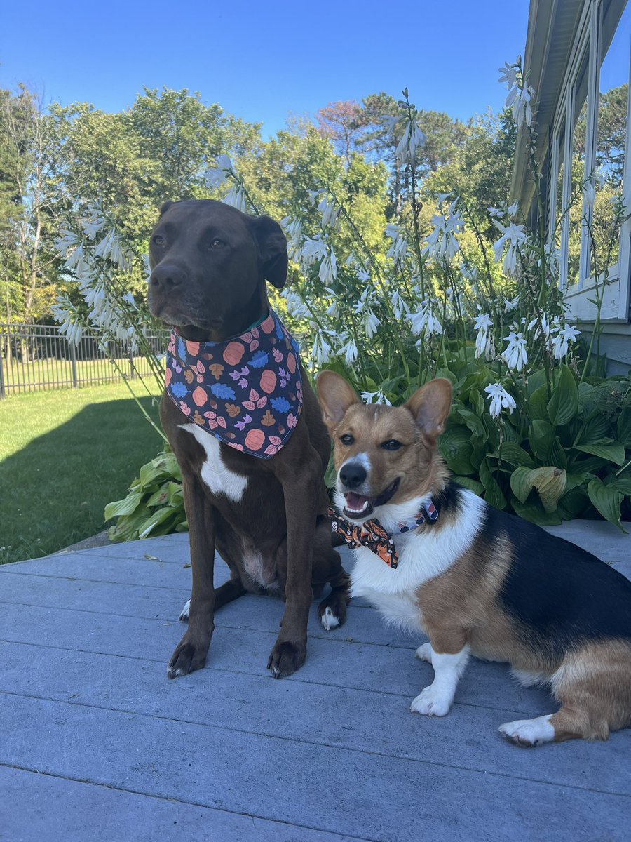 Hi twitter, remember us? 😅 we are on IG too <a href="/theohiopups/">Mazey and Benson</a> come over and follow us! 💙