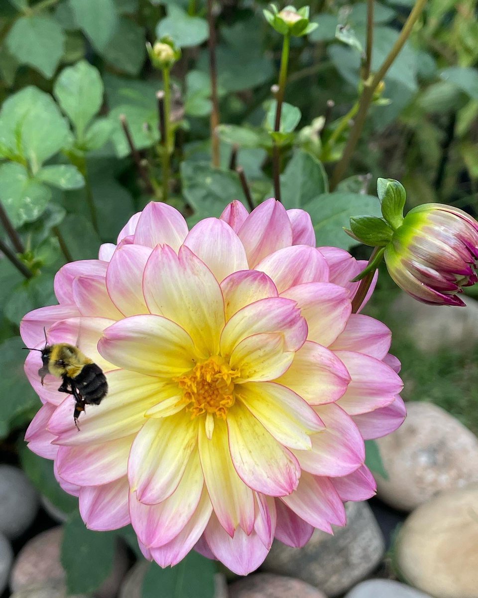 Have a great day everyone!
This was my stroll today.
Enjoy 😃
More and more are popping up every day!
#VincentRugani #SeedsToLife #Journeyofaseed  #Dahlias #sunflowers 🌺🌸🌼🌻