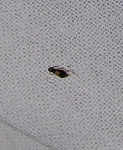 wazid__'s tweet photo. Getting Bedbugs (khatmal) on my Berth! Can't sleep now! Please help.
This was the 2nd one i killed. @AshwiniVaishnaw @WesternRly @RailMinIndia PNR: 8656887906 https://t.co/S8Fui9piQy