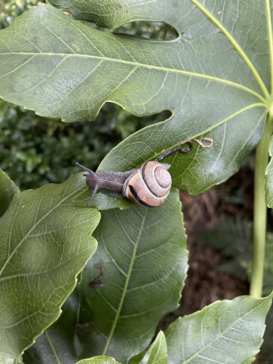 Innogreen2007's tweet photo. Hé hé, het was een hele klim maar ik ben er toch. Wat ik er doe? Ik schraap de algen van het blad, zo help ik mee de plant schoon te houden.
#Innogreen #slakken #huisjesslak #algen #biodiversiteit https://t.co/cBFpWw0Ehg