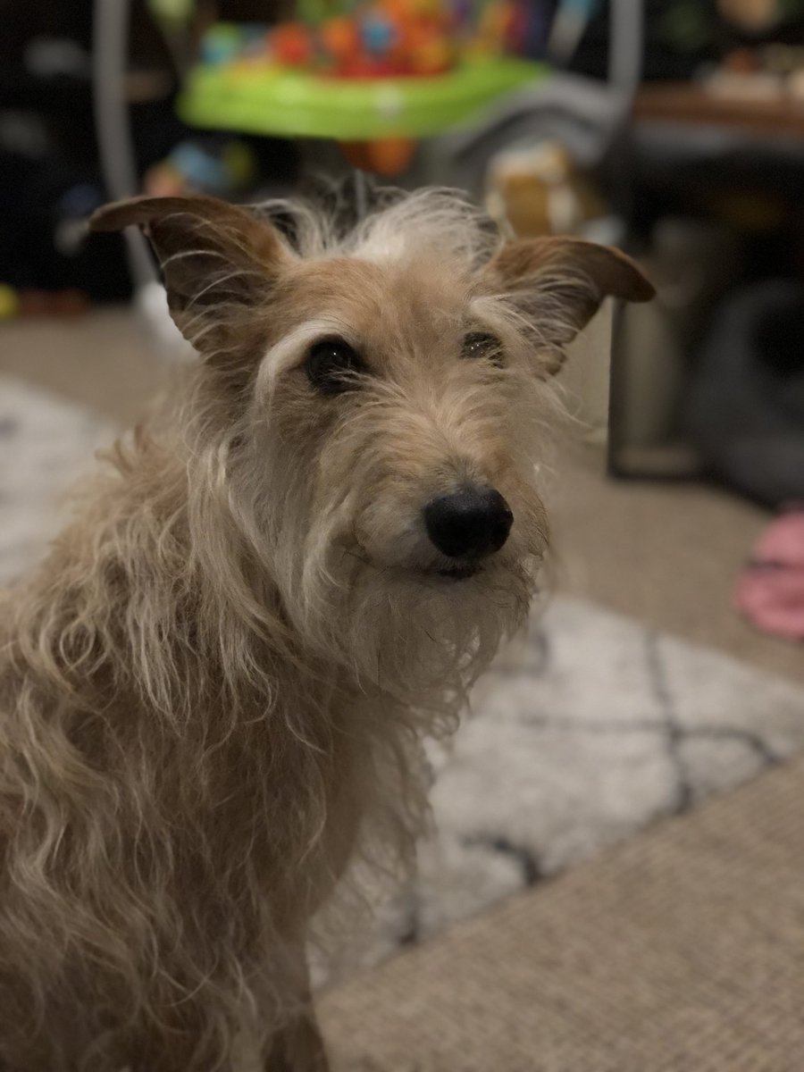 bella_beddywhip's tweet image. Hiya 👋 #EyebrowsOnPoint #Floof