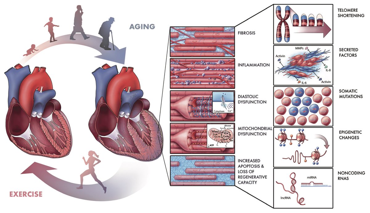 ChristophBurch's tweet photo. Exercise is associated with improved cardiac function and may even partially reverse pathological cardiac remodeling in the elderly…
https://t.co/UK6ftQmyQy https://t.co/9IUCFKNcxZ