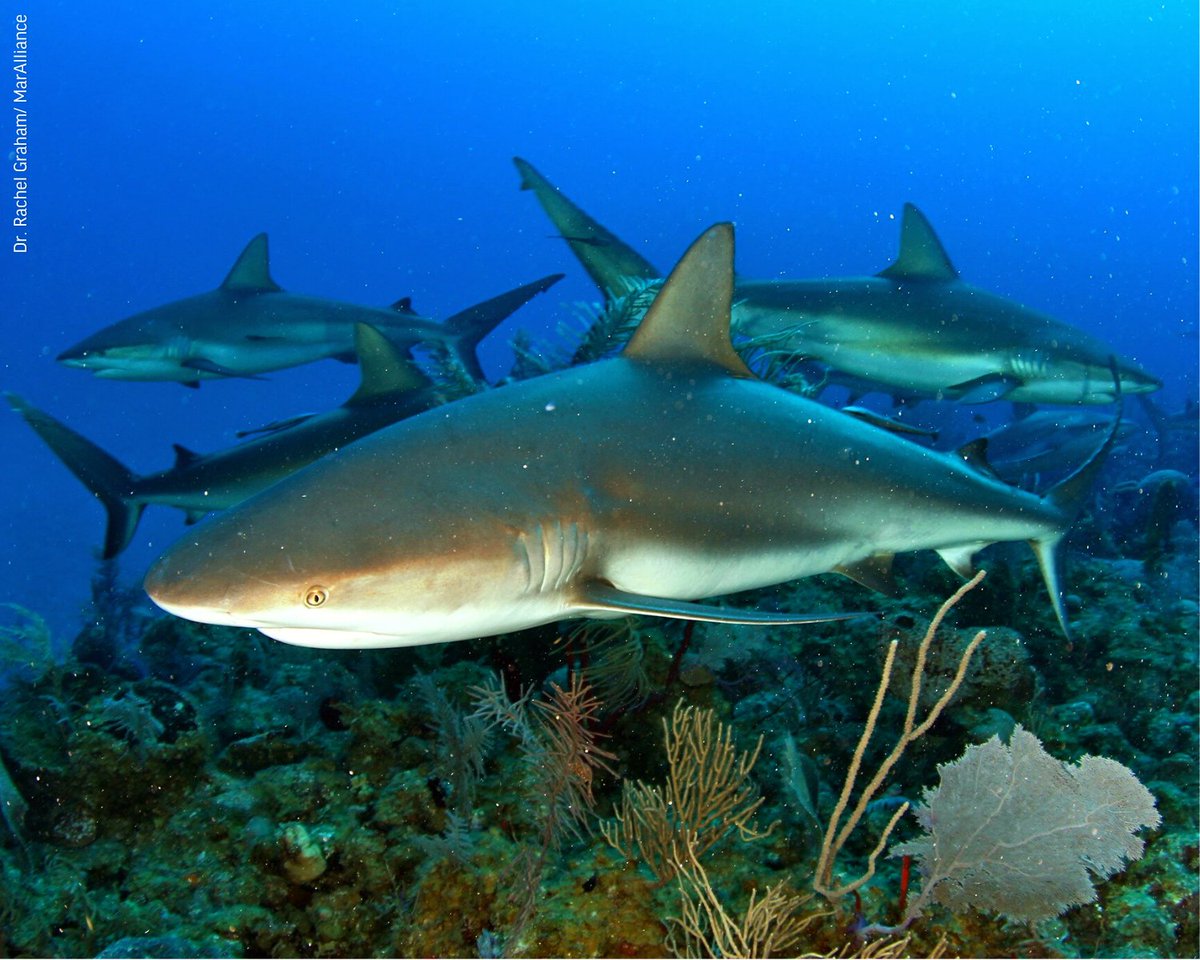 OceanaBelize's tweet photo. "What does a๐ฆ say when it sees something cool? That's jaw-some!"
#DYK: Caribbean reef sharks were recently listed as endangered to extinction, due to high levels of targeted fishing throughout their relatively small range.
#sharksunday #reefshark #shark #Belize #protectourreef https://t.co/RQiqau5u11