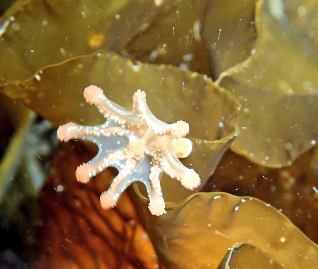 nora_mare's tweet photo. Day 2 of #ScillysFieldwork, today at #ParBeach on #StMartins. Beautiful site with mixed rocky shore kelp and sandy seagrass habitat. We saw lots of fish and beautiful invertebrates, like the Seven Armed Seastar, Rosy Feather Star, several nudibranches, and Stalked Jellyfish 😍 https://t.co/vLwtE4Qtxg