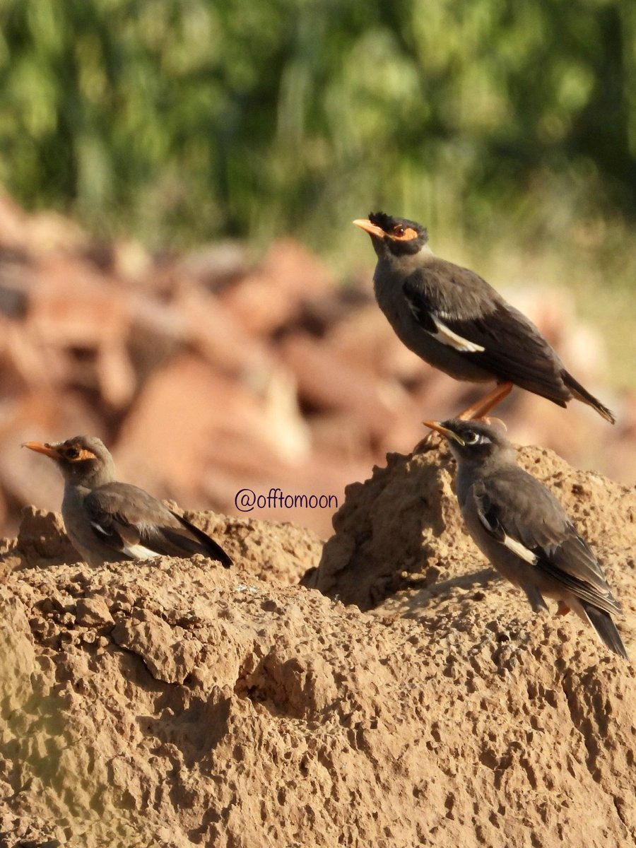 Clicking a picture of the #BankMyna was itself a #Lifer  … 
Getting the family together in one frame, just #Priceless 

#ChanduBudhera #Sep22

@Mastercard #MasterCard 
@sumitksum @IndiAves #IndiAves @pnkjshm @AsianWildlife @OrnithophileI @TravelerInMe @anuradhamathur @Bhrigzz
