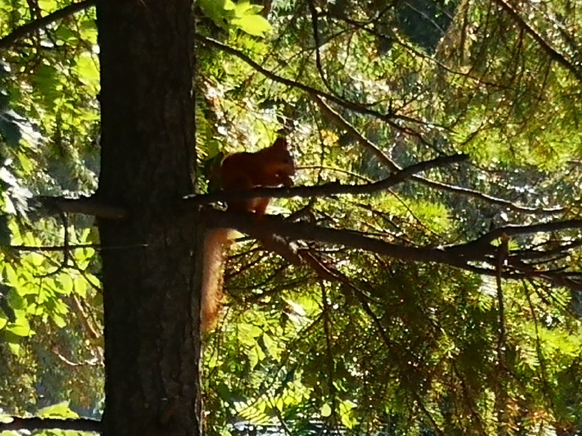 tanushalambre's tweet photo. ✨I continue #goingout with moral support - #Tracer app, earn #TRC. And today I was #walking in the park and met 3 squirrels🐿️🐿️🐿️ along the way. Very #niceday🌞💖 Thanks to @Official_Tracer team🙏🙏🙏 #cbt #movetoearn #m2e #Move2Earn #nft #NFTs #apptest #testnet #m2eAndroid #nft https://t.co/Ry7OetECS9