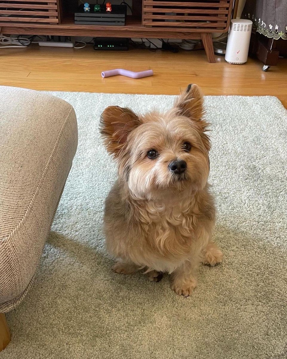 panqi92597447's tweet photo. Mommy what did u say？Treat？ . #puppyface #yorkieboy #cuteboy #pomsky #pommix #pet #yorkie #yorkiepom #yorkiepuppy #yorkiepoo #yorkipom #yoranian #pomeranian #pommix #yorkshire #yorkiemix #nyctrain #porkie #dogtraining #pomeranian #puppy #puppylove #pup #puppies #puppylife https://t.co/YhUcIvueJk