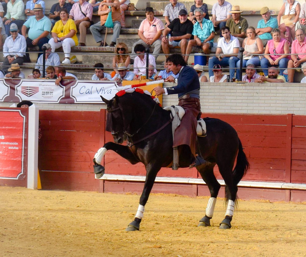 AndresRomeroWeb's tweet photo. 🔴 MORÓN || Dos orejas para @Romero1Andres de su primer #toro, manso. Muy firme desde el recibo con #Copito para luego en banderillas arriesgar con #Meridio metiéndose por dentro. Emocionante con #Guajiro al quiebro y muy ligado con las cortas con #Chamán
#siempreRomero https://t.co/qHyrU56i66