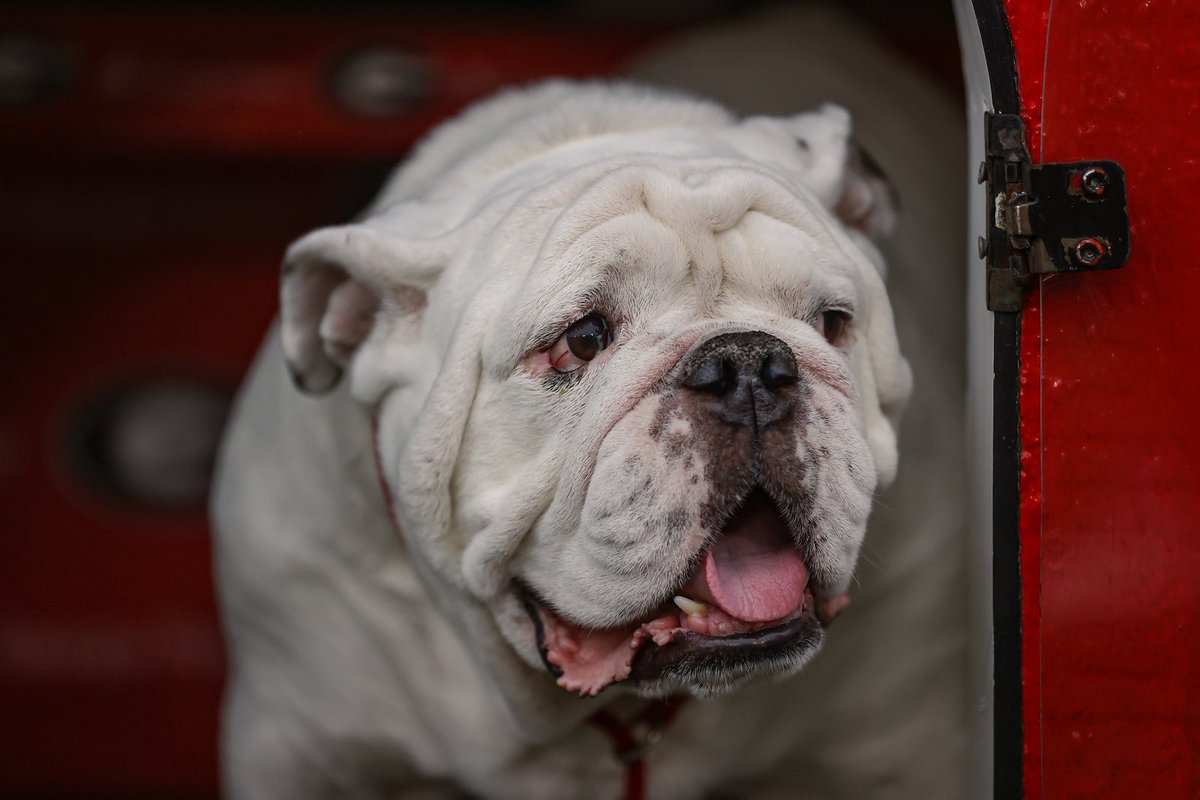The Dawgs are back on TOP, ranked No. 1 in the the latest AP Poll. #GoDawgs 

📸: UGA