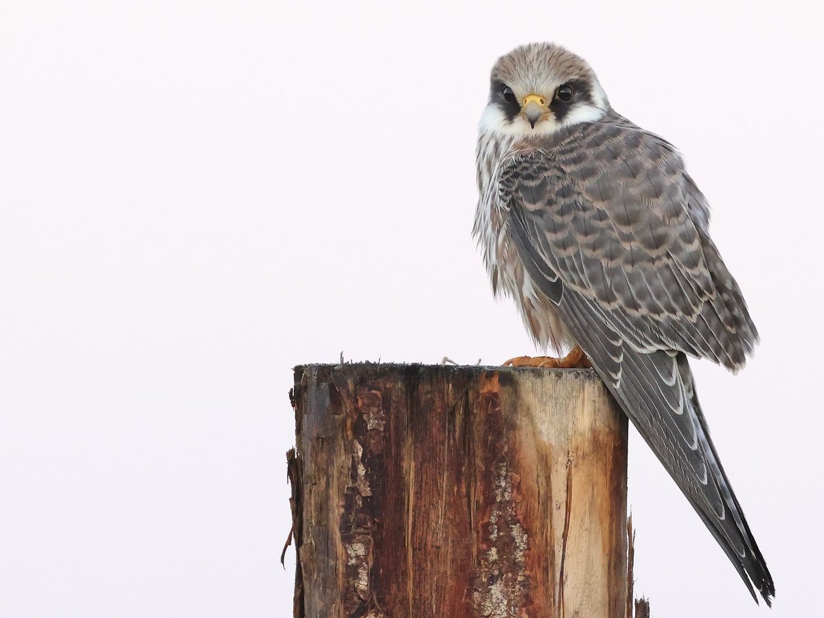 Vanmorgen vroeg tijdens zonsopgang nog even langs de jong #Roodpootvalk. Blijft genieten van deze prachtige roofvogel. Vanwege het ochtendlicht eens high-key foto geprobeerd, om de valk nog beter naar voren te laten komen. 

#redfootedfalcon #Rotfußfalke #rhoon #nietzondernatuur