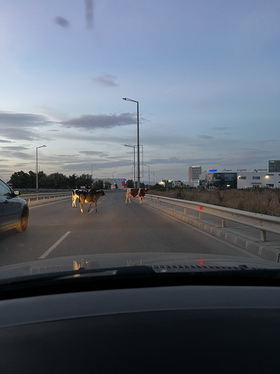 Бул. Брюксел в посока летище "София". Вече и кравите търсят изход от тази държава. #Bulgaria #airport #cattle #emigration