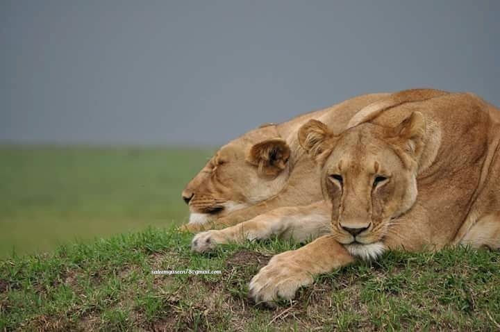 snoozing lionesses 
#tanzaniaunforgettable
#utaliitanzania #utaliipopote #natgeowild #tanzaniasafari